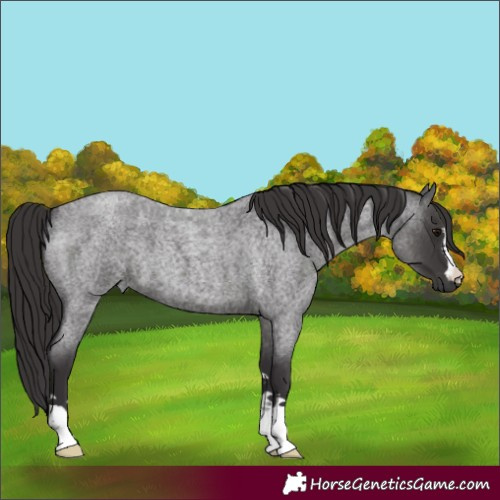 Horse Color:Smoky Blue Roan 