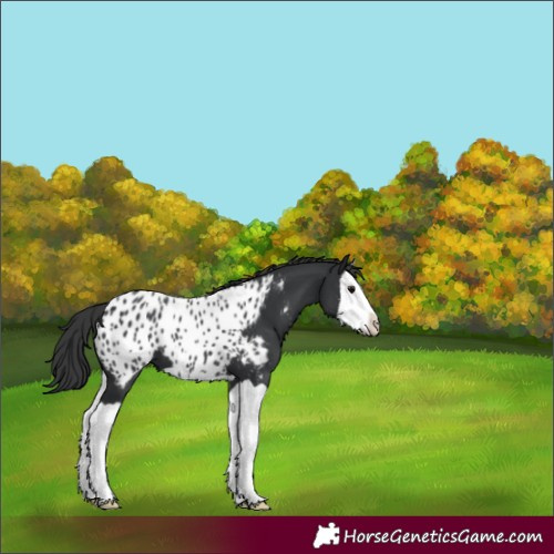 Horse Color:Black Splash Appaloosa 