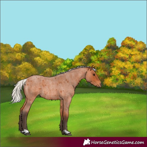 Horse Color:Silver Bay Roan 