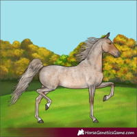 Horse Color:Chocolate Palomino Roan