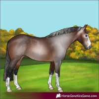 Horse Color:Gray Bay 