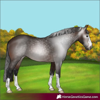 Horse Color:Gray Bay 