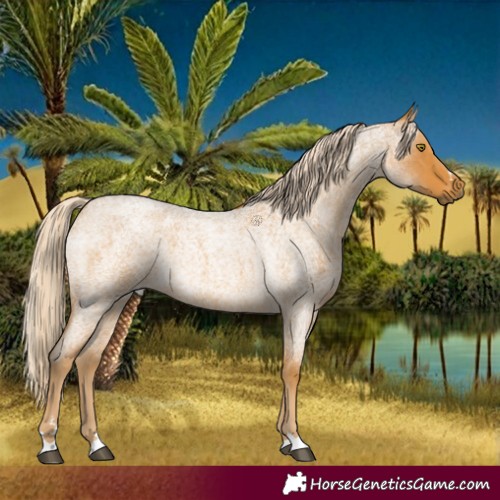 Horse Color:Palomino Roan 