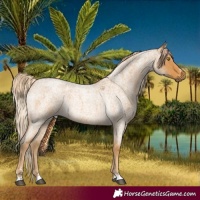 Horse Color:Palomino Roan