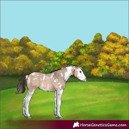 Horse Color:White Spotted Bay Roan Dun Splash 