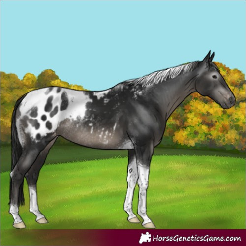 Horse Color:Gray Black Tobiano Appaloosa Rabicano