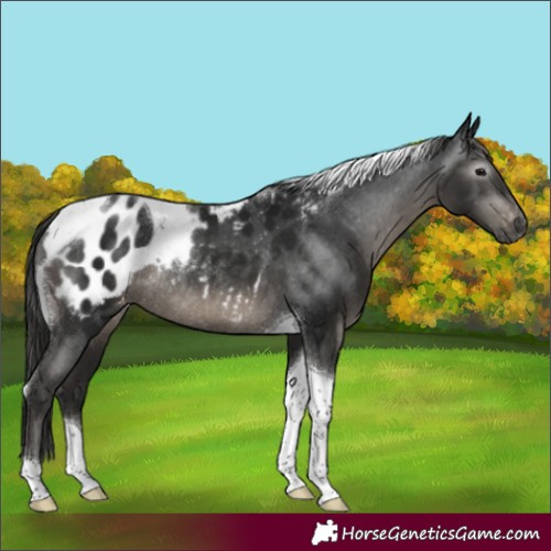 Horse Color:Gray Black Tobiano Appaloosa Rabicano 