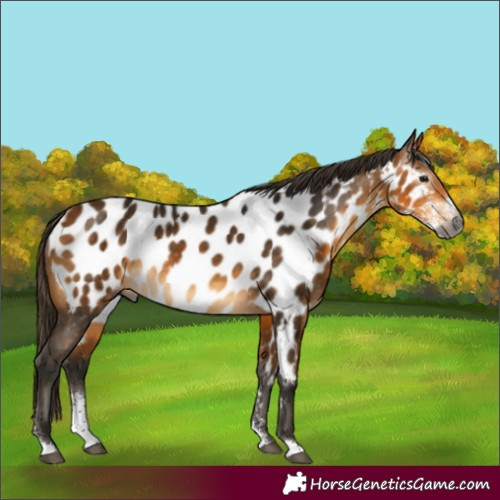 Horse Color:Gray Buckskin Sabino Near Leopard 