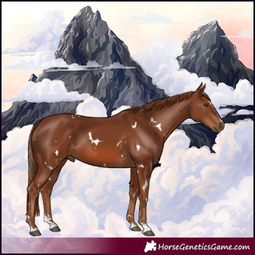 Horse Color:White Spotted Chestnut 