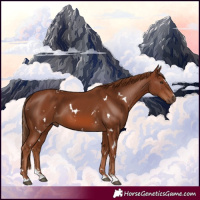 Horse Color:White Spotted Chestnut 
