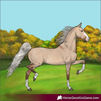 Horse Color:Silver Bay Dun