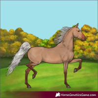 Horse Color:Silver Bay Dun 