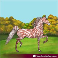Horse Color:Silver Bay Dun