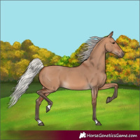 Horse Color:Silver Bay Dun 