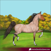 Horse Color:Bay Roan Tobiano