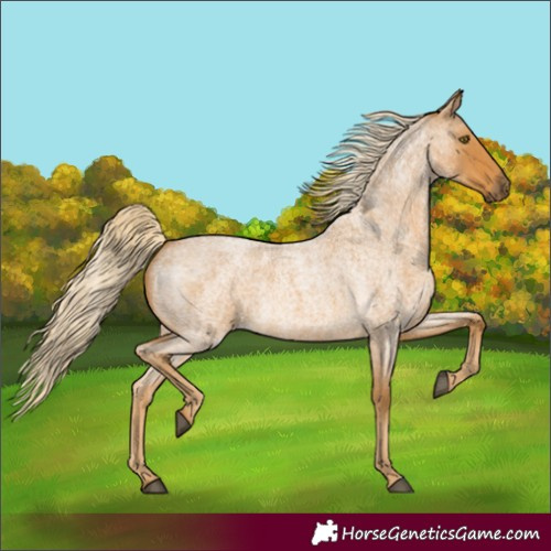 Horse Color:Palomino Roan 
