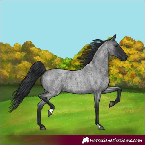 Horse Color:Blue Roan 
