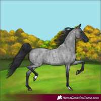 Horse Color:Blue Roan