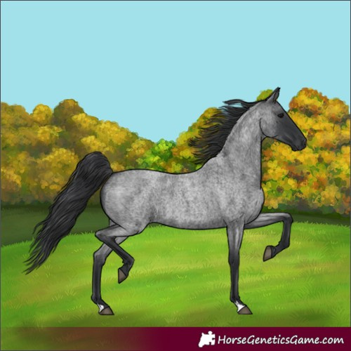 Horse Color:Blue Roan 