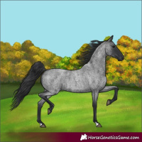 Horse Color:Blue Roan 