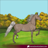 Horse Color:Silver Grullo