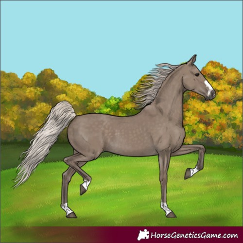 Horse Color:Silver Grullo 