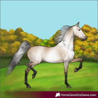 Horse Color:Gray Bay Dun