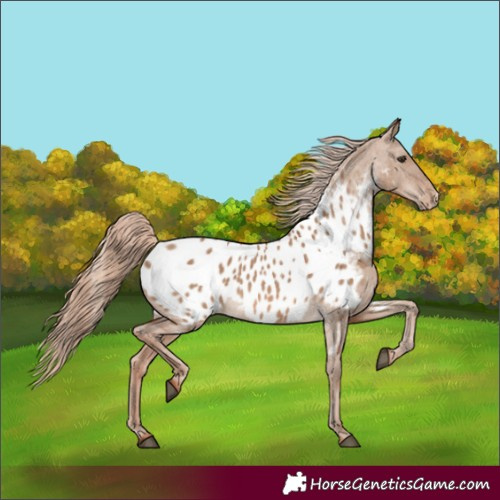 Horse Color:Red Dun Near Leopard