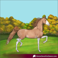 Horse Color:Gold Champagne Splash