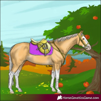 Horse Color:Palomino Splash 