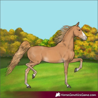 Horse Color:Chestnut Splash 