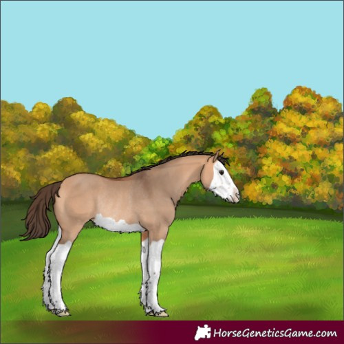 Horse Color:Bay Dun Splash Rabicano 