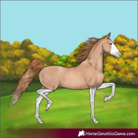 Horse Color:Gold Champagne Splash 