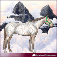 Horse Color:Amber Champagne Appaloosa 
