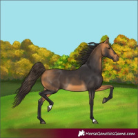 Horse Color:Buckskin 