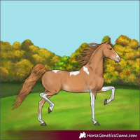 Horse Color:Chestnut Tobiano