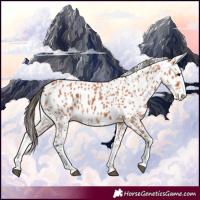 Horse Color:Bay Splash Leopard