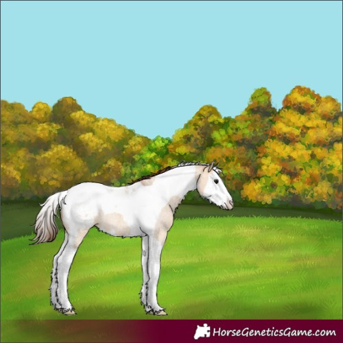 Horse Color:Bay Roan Dun Splash Tobiano Snowcap