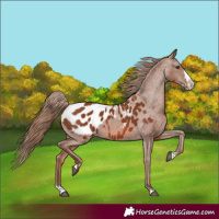 Horse Color:Chestnut Splash Appaloosa 