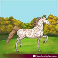 Horse Color:Chestnut Appaloosa and Chestnut Splash Appaloosa