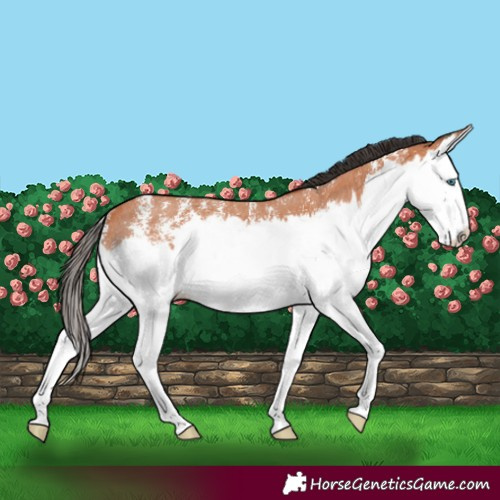 Horse Color:Bay Sabino Splash Rabicano