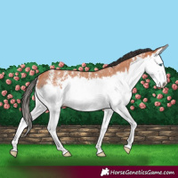 Horse Color:Bay Sabino Splash Rabicano