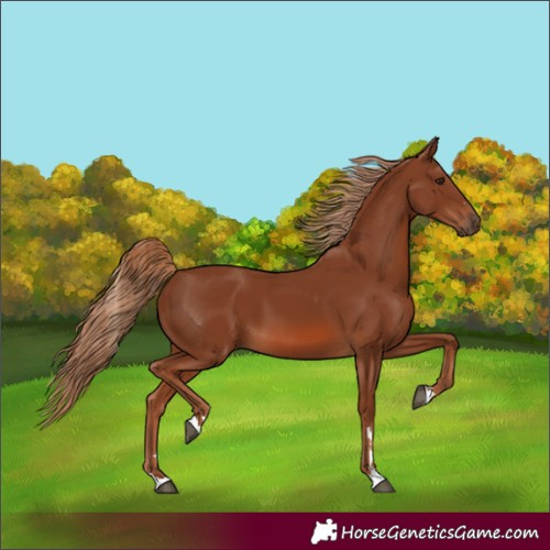 Horse Color:Chestnut 