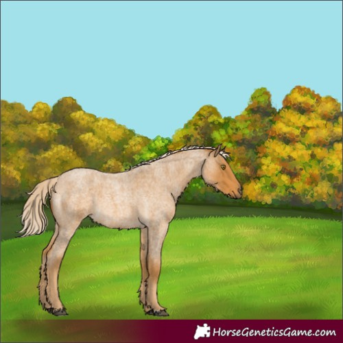 Horse Color:Palomino Roan