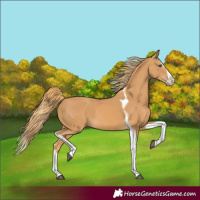 Horse Color:Chestnut Splash Tobiano 