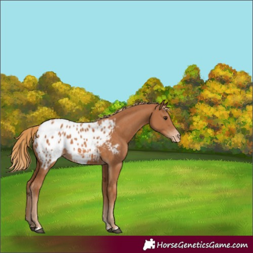 Horse Color:Chestnut Appaloosa 