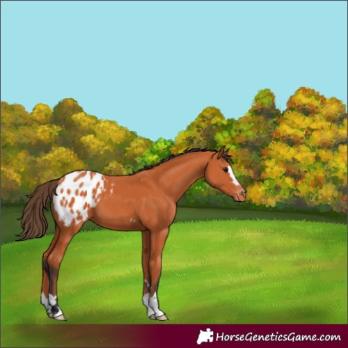 Horse Color:Bay Blanket 