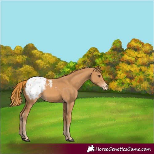 Horse Color:Chestnut Blanket