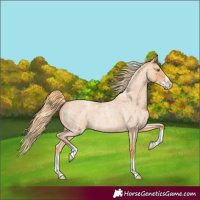 Horse Color:Gold Champagne Roan Splash