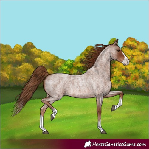 Horse Color:Red Roan Splash